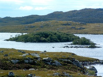 Trees provide shelter and can enhance the productivity of trout lochs and surrounding areas